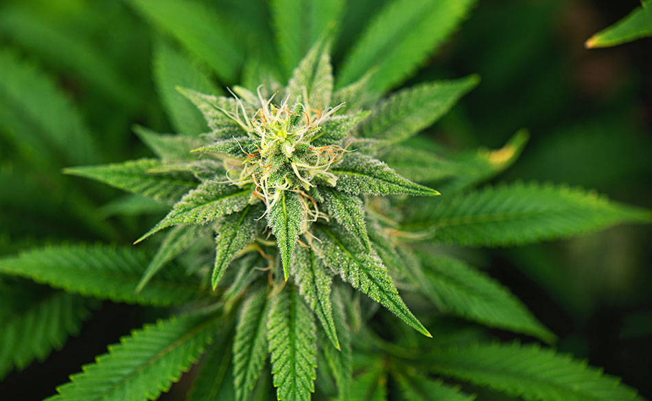 cannabis
