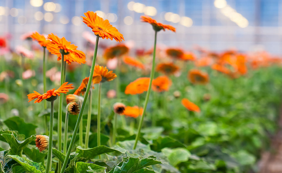 horticulture