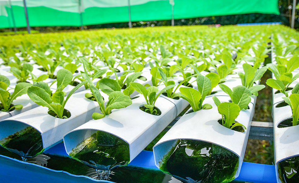 hydroponics